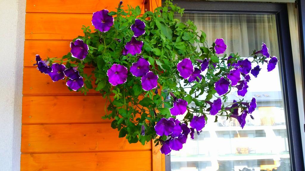 Tatjanos apartamentai Palanga Bagian luar foto